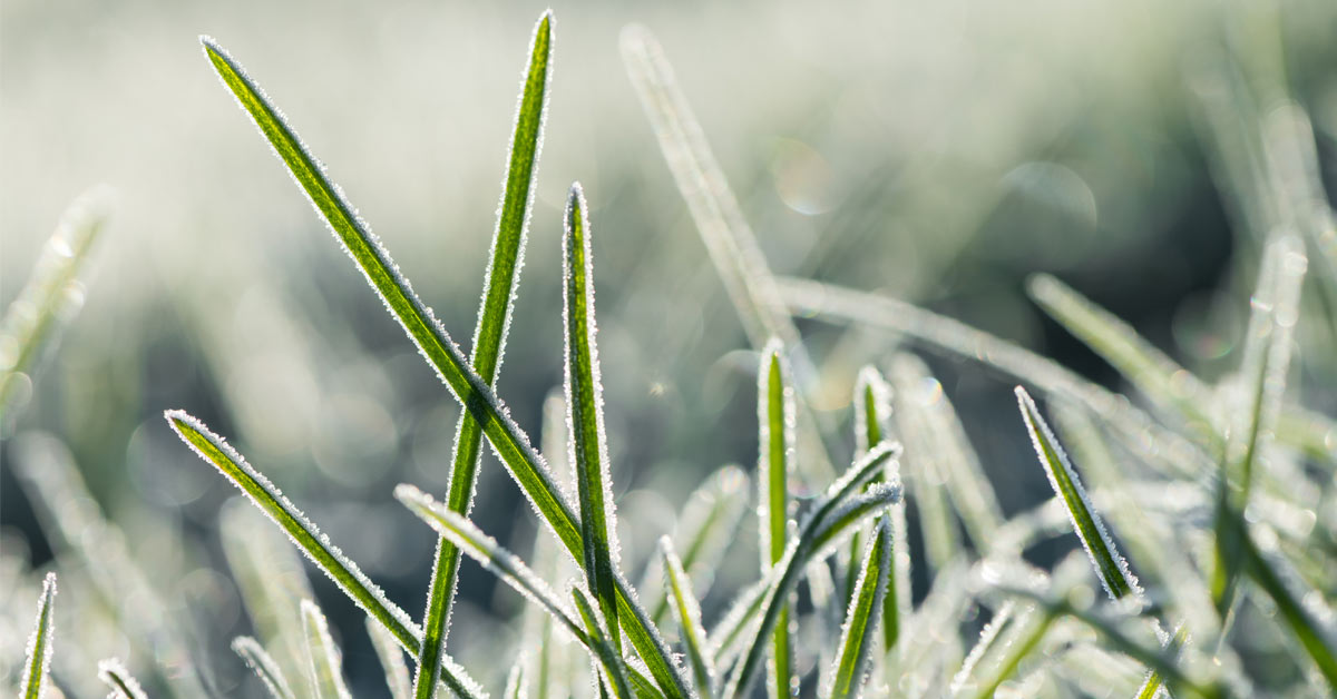 Gazon Winterklaar Maken Mijn Tuinberegening Nl